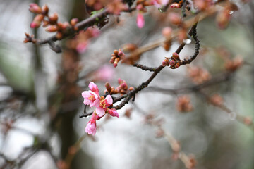 Cherry tree branch beginning to bloom in early spring, pink nature background