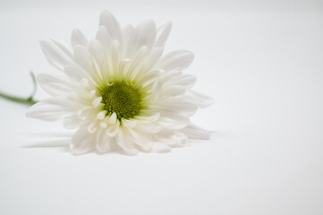 Fototapeta na wymiar Daisy with white petals and a green center on a white background with copy space