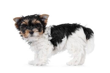 Adorable Biewer Terrier dog pup, standing  side ways. Looking straight to camera. Isolated on a white background.