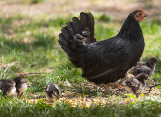 A hen a brood hen with chickens