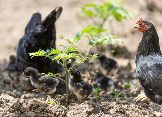 A hen a brood hen with chickens