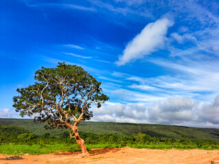 Arid landscape with blue sky. With mountains in view in the background. And a tree in front on the left.