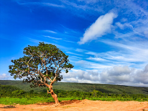 Arid landscape with blue sky. With mountains in view in the background. And a tree in front on the left.