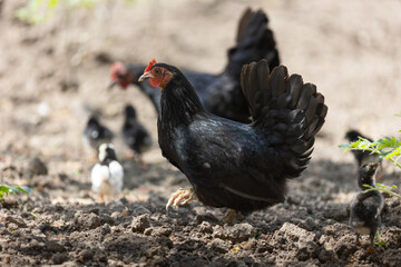 A hen a brood hen with chickens