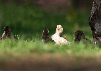 Young chickens in the grass