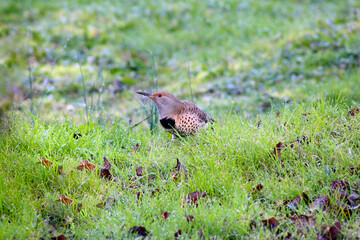 Waterdrop Flicker 06