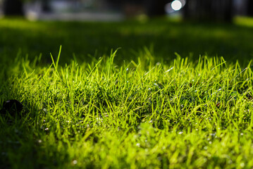 Beautiful green grass in the garden in the sunlight.