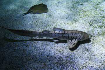Stegostoma tigrinum fish swimming at the bottom of the aquarium.