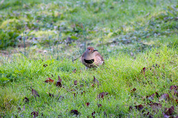 Grassy Flicker 01