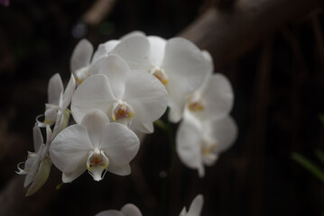 White orchids on dark background. Flowers in arch shape with white petals - 745968675