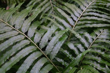 Fern leaves background. Giant sword fern leaves closeup. Nephrolepis biserrata - 745968806