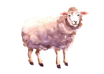 Cute watercolor illustration of a sheep. Children's isolated illustration on a white background for the alphabet, encyclopedia, print. Hand drawn, watercolor, simple image.