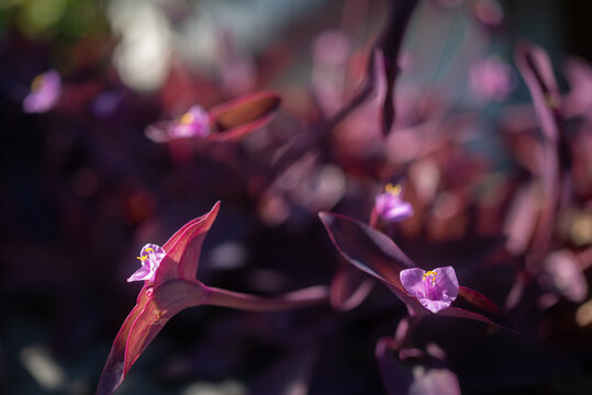 Blurred purple heart plant. Purple leaves background with pink flowers closeup
