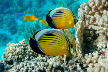 Naklejka na ściany i meble little tropical fish, underwater world of the Red Sea