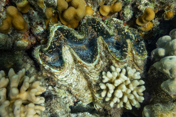 Detail of the mantle of a giant clam, Tridacna, growing on a coral reef 