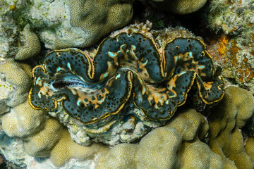 giant clam Tridacna gigas grows in the shallows 