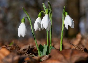 spring snowdrop flowers