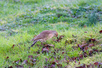 Flicker in the Grass 05