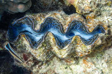Underwater view of a Giant Clam (Tridacna Gigas) with blue lips