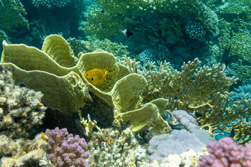 Naklejka na ściany i meble Little tropical fish amid yellow coral
