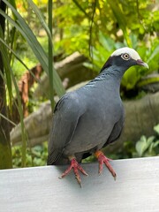 close up of a dove