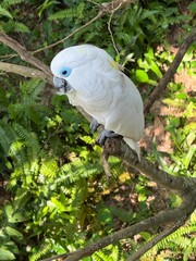 White parrot on a tree