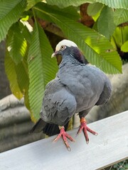 pigeon on a branch