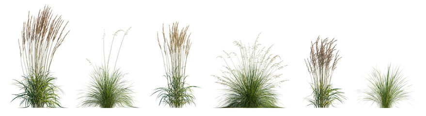 Set of frontal Prairie dropseed Sporobolus heterolepis and Calamagrostis acutiflora (Karl Foerster)...