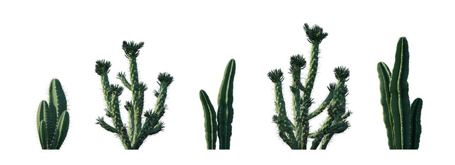 Austrocylindropuntia subulata eve's needle cactus opuntia and Cereus repandus (Cereus peruvianus)...