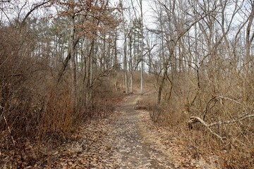 The empty hiking trail in the woods.