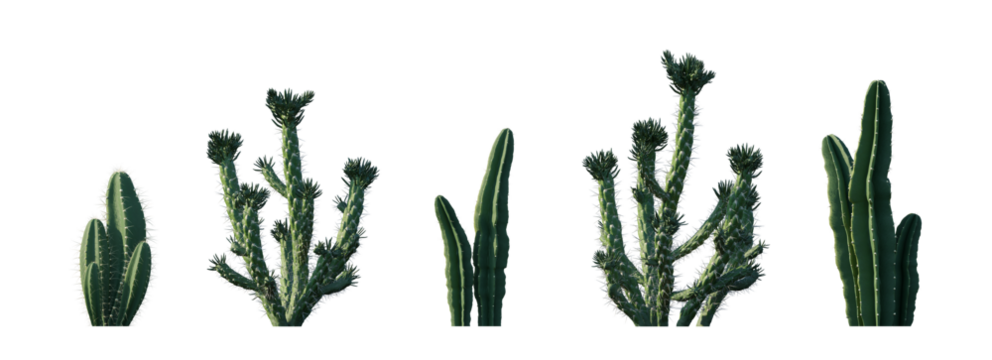 Austrocylindropuntia subulata eve's needle cactus opuntia and Cereus repandus (Cereus peruvianus) columnar set frontal isolated png on a transparent background premium cutout high resolution