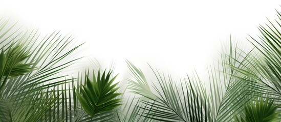 A detailed view of a palm tree with its intricate leaves against a clean white backdrop, showcasing the tropical plants unique features and textures.