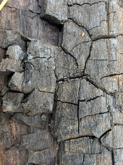 Close-up texture of charred wood