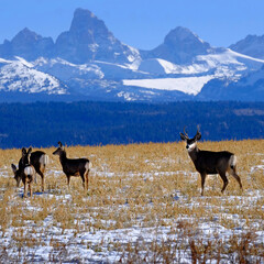 Deer in Field with Tetons Mountains Rugged in Background