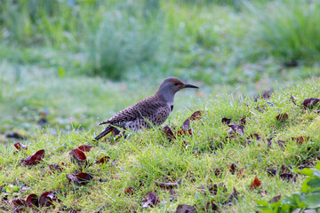 Flicker Landscape 08