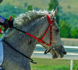 Portrait of arabian horse during the race.