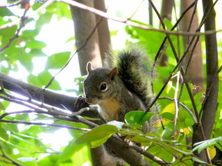 Naklejka na ściany i meble beautiful squirrel on the tree