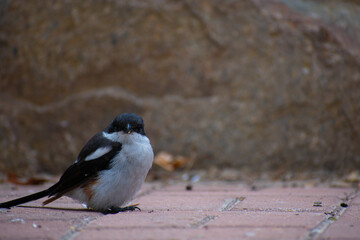 Black and white bird