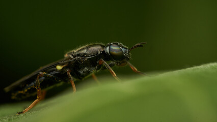 Black and yellow insect, Fly Sierra del Sen del Campo Adurgoa gonagra © DiazAragon