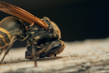 A wasp collecting wood for its diaper.