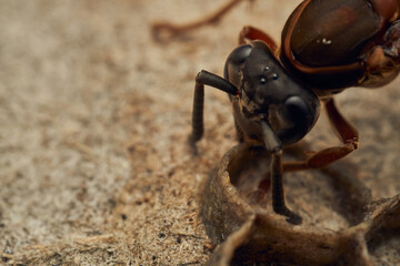 Black and yellow wasps building their diaper