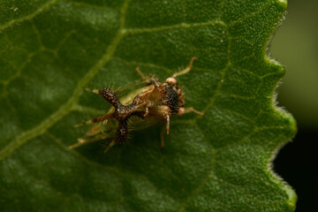 strange insect walking on a green leaf (Cyphonia)