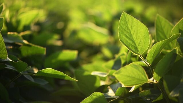 Soybean plantation in summer sunset, closeup of crop leaves