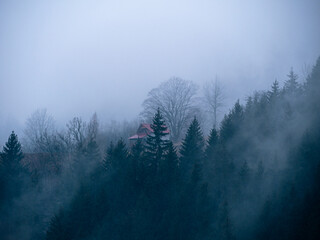 Misty Carpathian Mountains fog clouds landscape. Foggy atmospheric morning green fir trees Scenic...