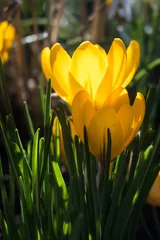 Fotobehang Krokus Żółte krokusy, wiosna.  © Blaszko