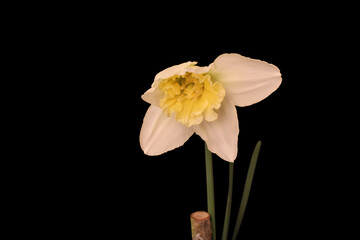 Ice King Daffodil Opens 11