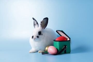 Cute little baby rabbit, black and white pattern lying on the blue background There was a green bag containing eggs lying nearby. Easter festival. Pet concept