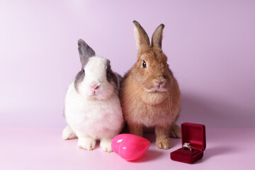 Two rabbits on a pink background There is a wedding ring box nearby. Expressing love on Valentine's Day. Easter festival. pet concept
