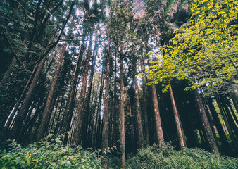 The sunlight shines on the far away sides of the bamboo trees as they stand side by side.