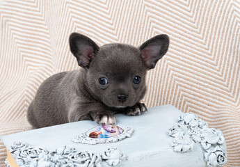 A small Chihuahua puppy in gray